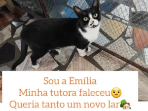 Gato raça SRD idade 1 ano nome Emília 