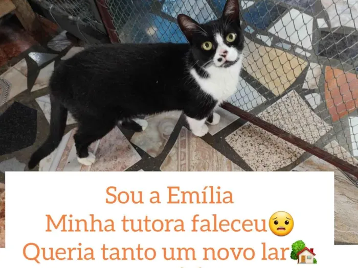 Gato ra a SRD idade 1 ano nome Emília 