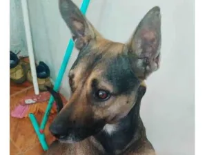 Cachorro raça SRD-ViraLata idade 2 anos nome Pitter 