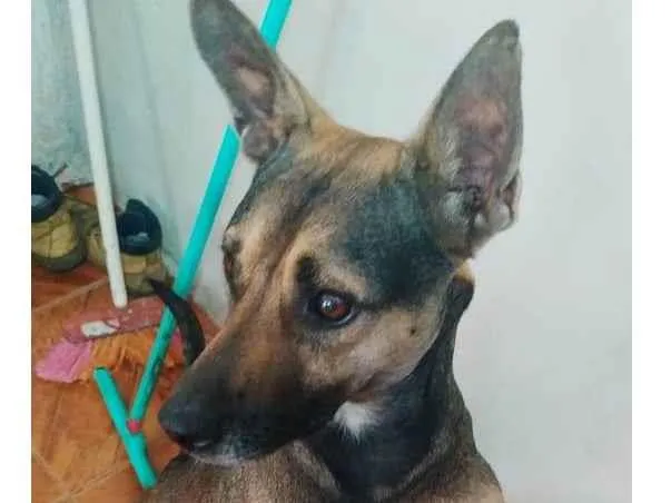 Cachorro ra a SRD-ViraLata idade 2 anos nome Pitter 