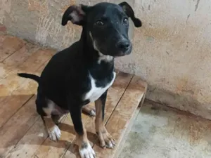 Cachorro raça SRD-ViraLata idade 2 a 6 meses nome Manu
