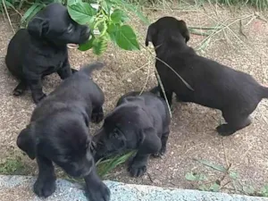 Cachorro raça Rn idade Abaixo de 2 meses nome Filhotes