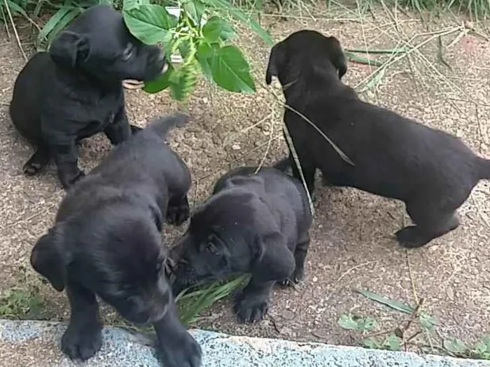Cachorro ra a Rn idade Abaixo de 2 meses nome Filhotes