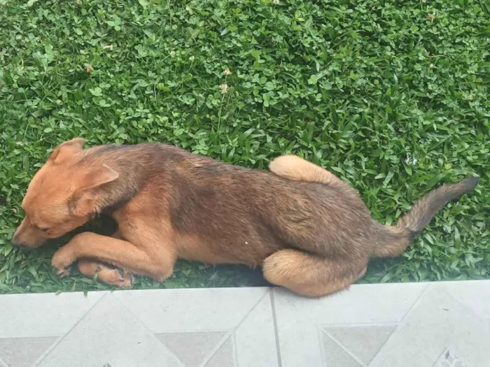 Cachorro ra a SRD-ViraLata idade 7 a 11 meses nome Chorao