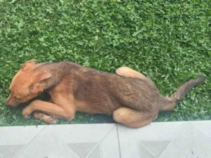 Cachorro raça SRD-ViraLata idade 7 a 11 meses nome Chorao