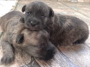 Cachorro raça Poodle idade Abaixo de 2 meses nome  Sem nome 