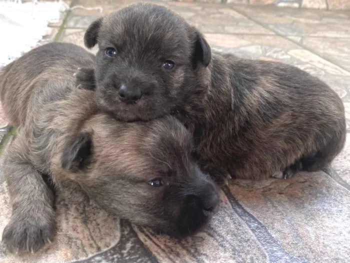 Cachorro ra a Poodle idade Abaixo de 2 meses nome  Sem nome 