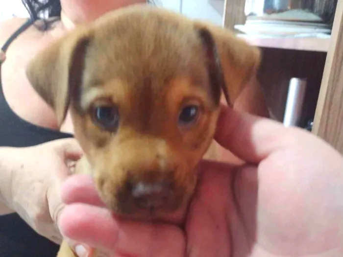 Cachorro raça SRD-ViraLata idade 2 a 6 meses nome Layla