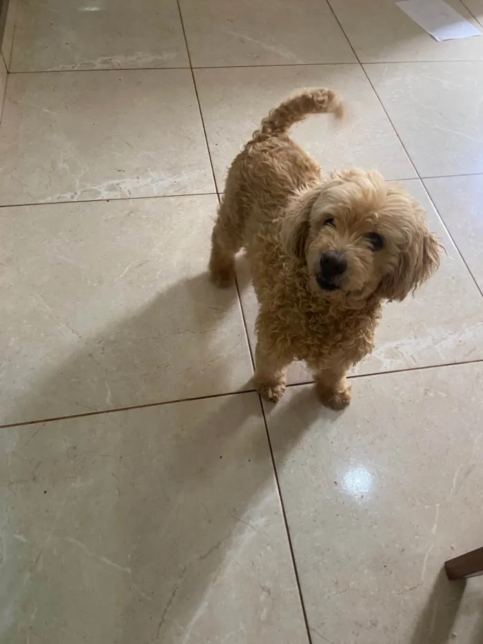 Cachorro ra a Poodle idade 5 anos nome Mel