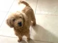 Mel