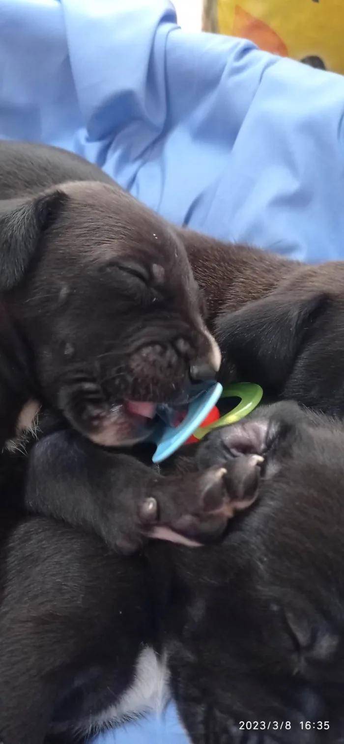 Cachorro ra a SRD-ViraLata idade Abaixo de 2 meses nome Não tem nome 