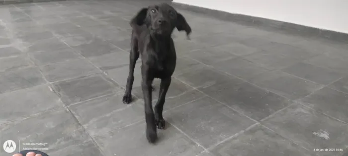 Cachorro ra a SRD-ViraLata idade 7 a 11 meses nome Tika