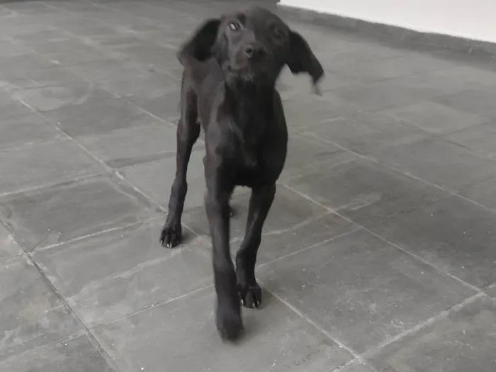 Cachorro ra a SRD-ViraLata idade 7 a 11 meses nome Tika