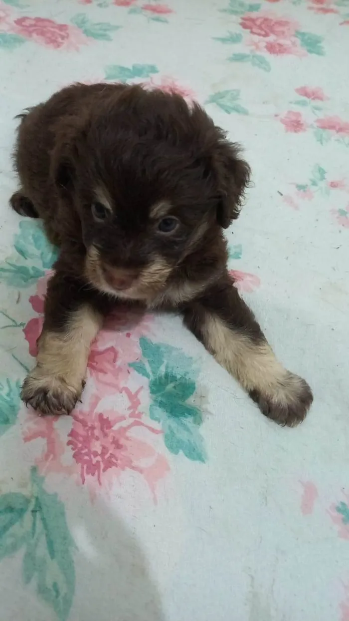Cachorro ra a SRD-ViraLata idade Abaixo de 2 meses nome Zara