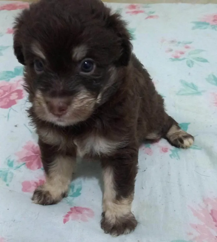 Cachorro ra a SRD-ViraLata idade Abaixo de 2 meses nome Zara