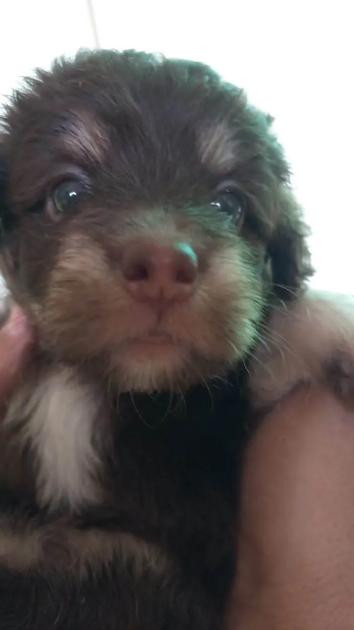 Cachorro ra a SRD-ViraLata idade Abaixo de 2 meses nome Zara