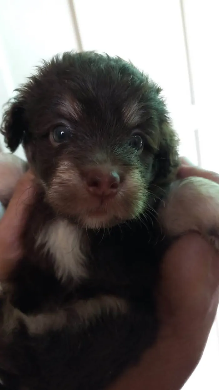 Cachorro ra a SRD-ViraLata idade Abaixo de 2 meses nome Zara