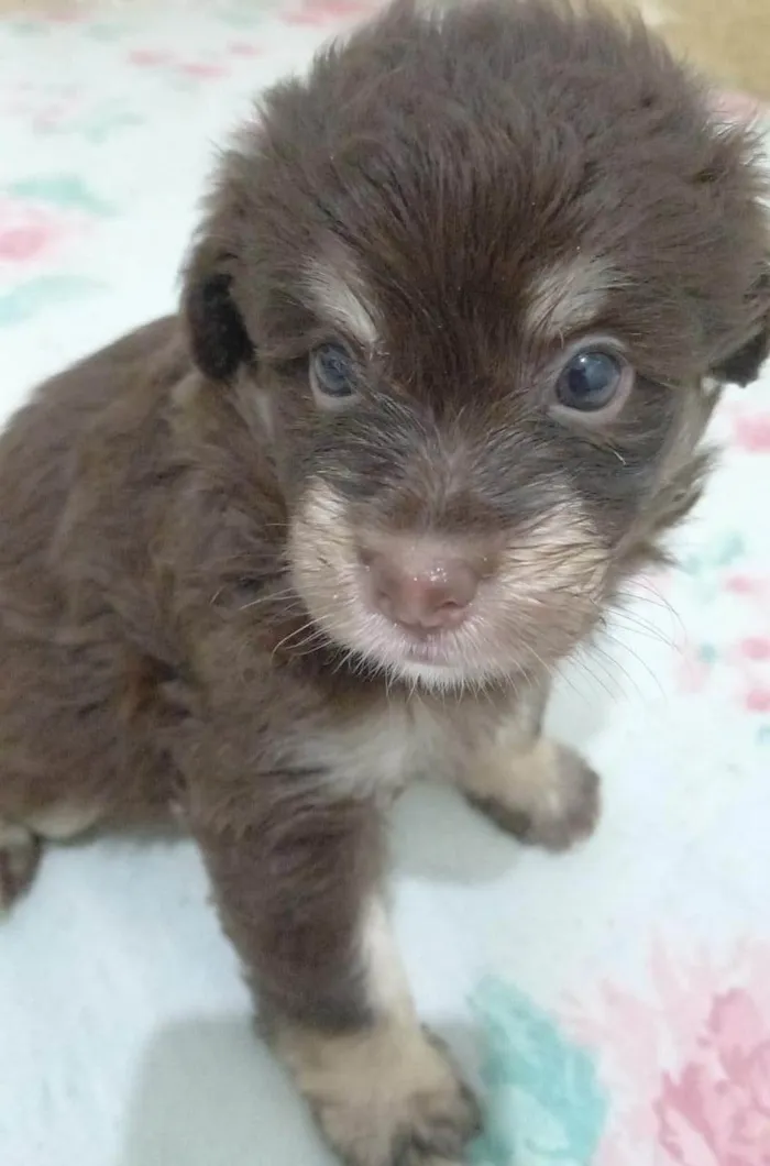 Cachorro ra a SRD-ViraLata idade Abaixo de 2 meses nome Zara
