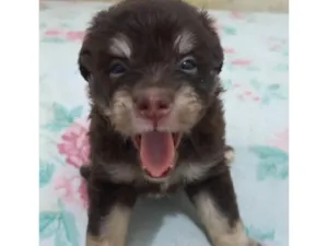 Cachorro raça SRD-ViraLata idade Abaixo de 2 meses nome Zara