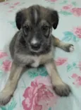 Zoe