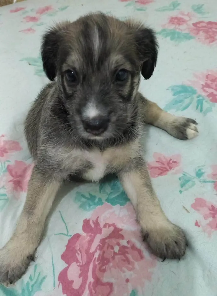 Cachorro ra a SRD-ViraLata idade Abaixo de 2 meses nome Zoe