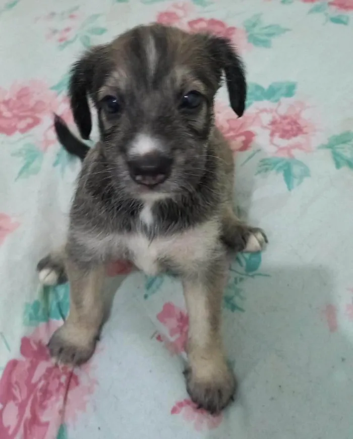 Cachorro ra a SRD-ViraLata idade Abaixo de 2 meses nome Zoe
