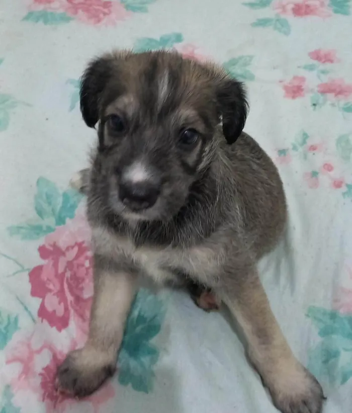 Cachorro ra a SRD-ViraLata idade Abaixo de 2 meses nome Zoe