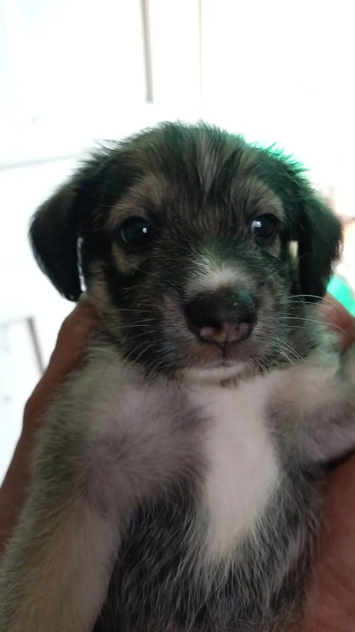 Cachorro ra a SRD-ViraLata idade Abaixo de 2 meses nome Zoe
