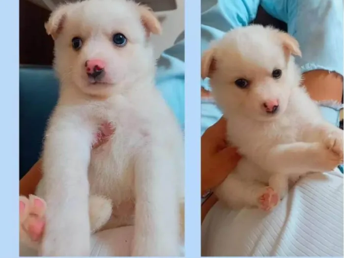 Cachorro raça Husky com Poodle  idade Abaixo de 2 meses nome Sem nome