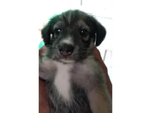 Cachorro raça SRD-ViraLata idade Abaixo de 2 meses nome Zoe