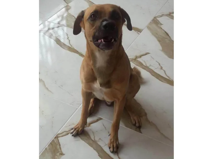 Cachorro raça SRD-ViraLata idade 2 a 6 meses nome GRATIFICA - Zeus
