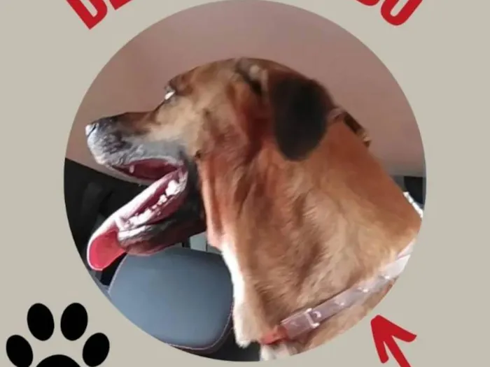 Cachorro raça SRD-ViraLata idade 2 a 6 meses nome GRATIFICA - Zeus