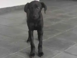 Cachorro raça SRD-ViraLata idade 7 a 11 meses nome Tika