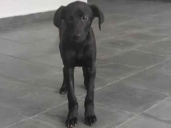 Cachorro ra a SRD-ViraLata idade 7 a 11 meses nome Tika