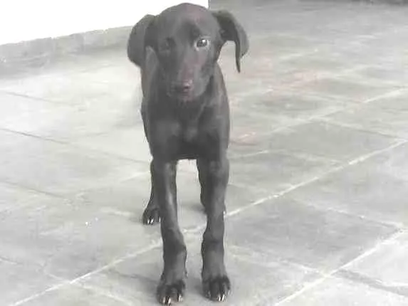 Cachorro ra a SRD-ViraLata idade 7 a 11 meses nome Tika