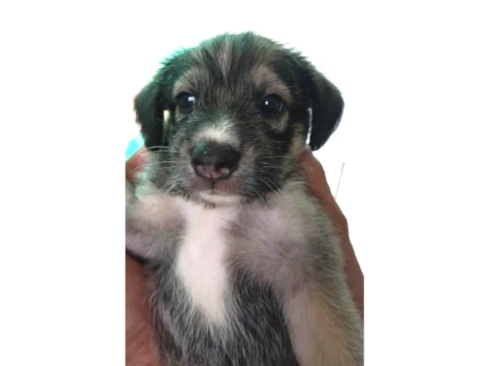 Cachorro ra a SRD-ViraLata idade Abaixo de 2 meses nome Zoe
