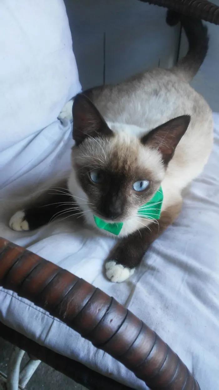 Gato ra a Comum idade 7 a 11 meses nome Nina
