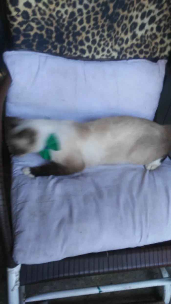 Gato ra a Comum idade 7 a 11 meses nome Nina