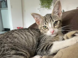Gato raça Srd idade 2 a 6 meses nome Gabriel