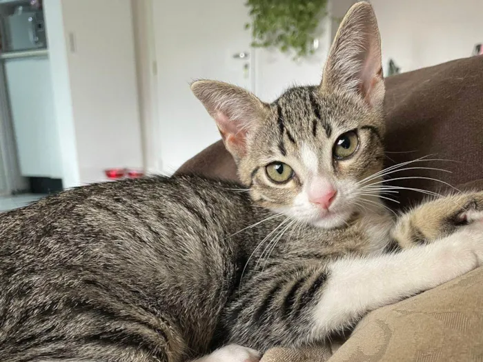 Gato raça Srd idade 2 a 6 meses nome Gabriel