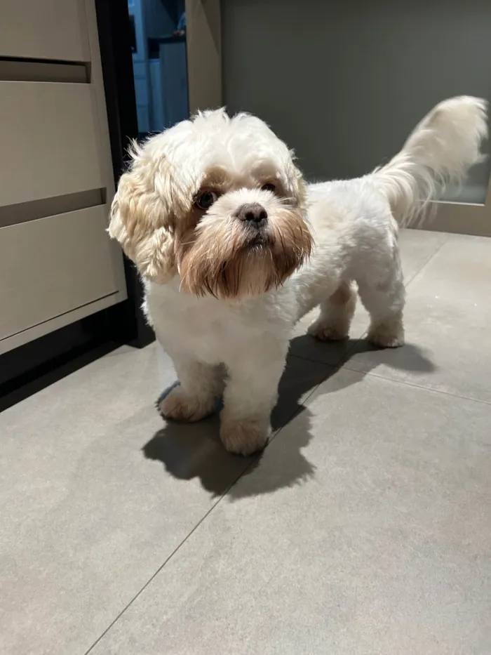Cachorro ra a Lhasa Apso idade 1 ano nome Pudim