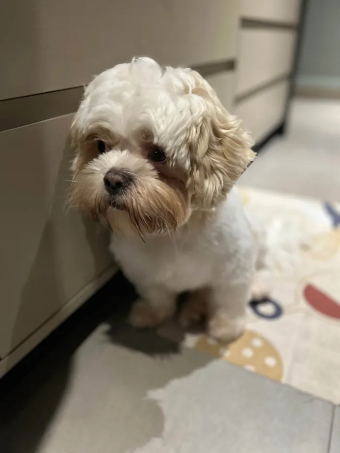 Cachorro ra a Lhasa Apso idade 1 ano nome Pudim