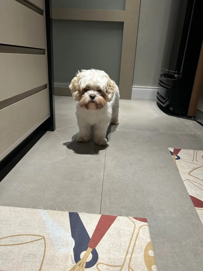 Cachorro ra a Lhasa Apso idade 1 ano nome Pudim