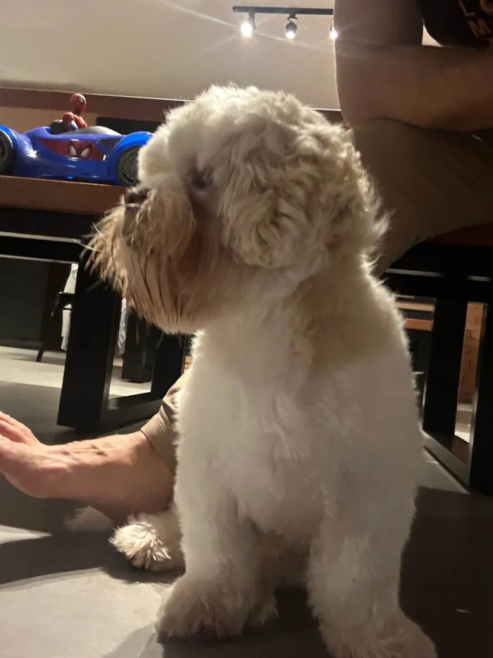Cachorro ra a Lhasa Apso idade 1 ano nome Pudim
