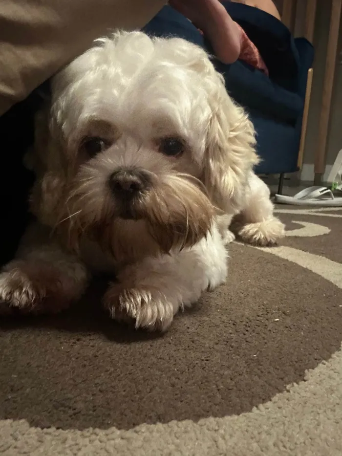Cachorro ra a Lhasa Apso idade 1 ano nome Pudim
