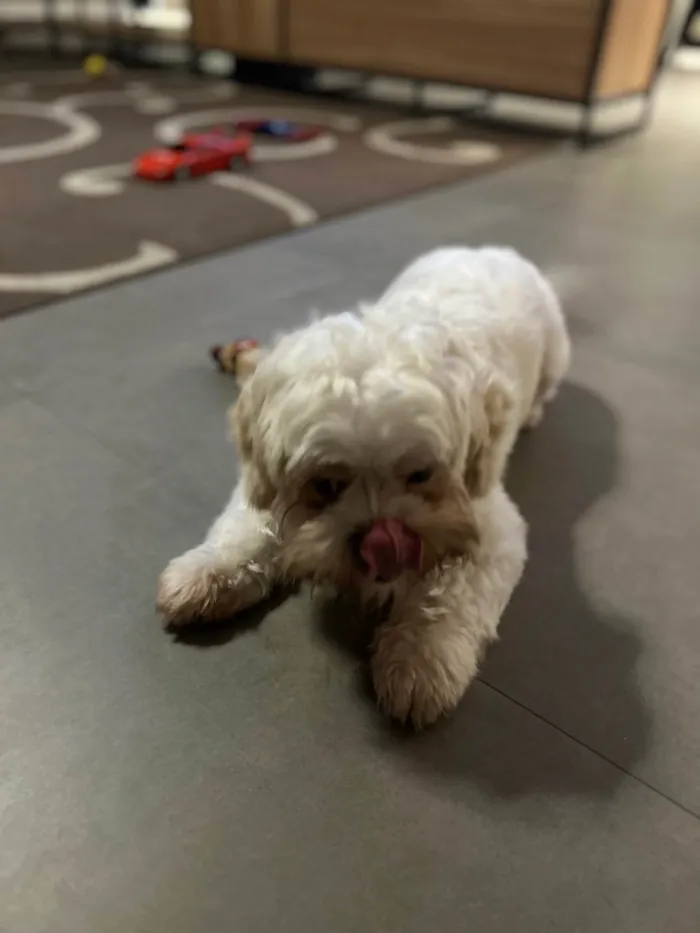 Cachorro ra a Lhasa Apso idade 1 ano nome Pudim