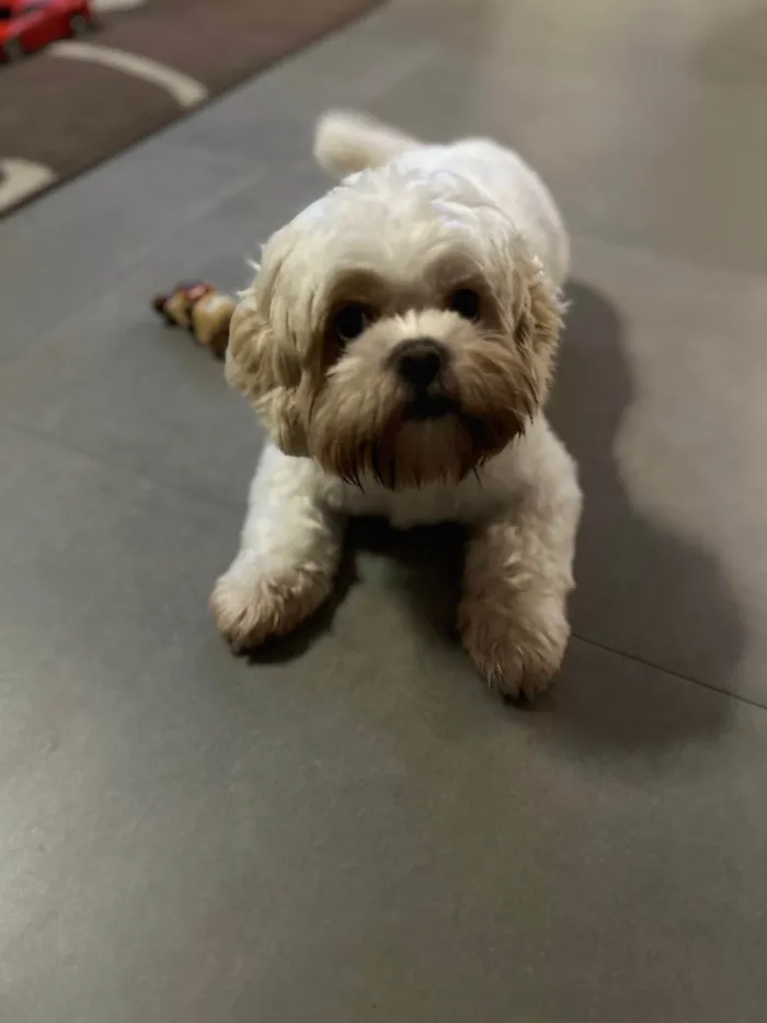 Cachorro ra a Lhasa Apso idade 1 ano nome Pudim
