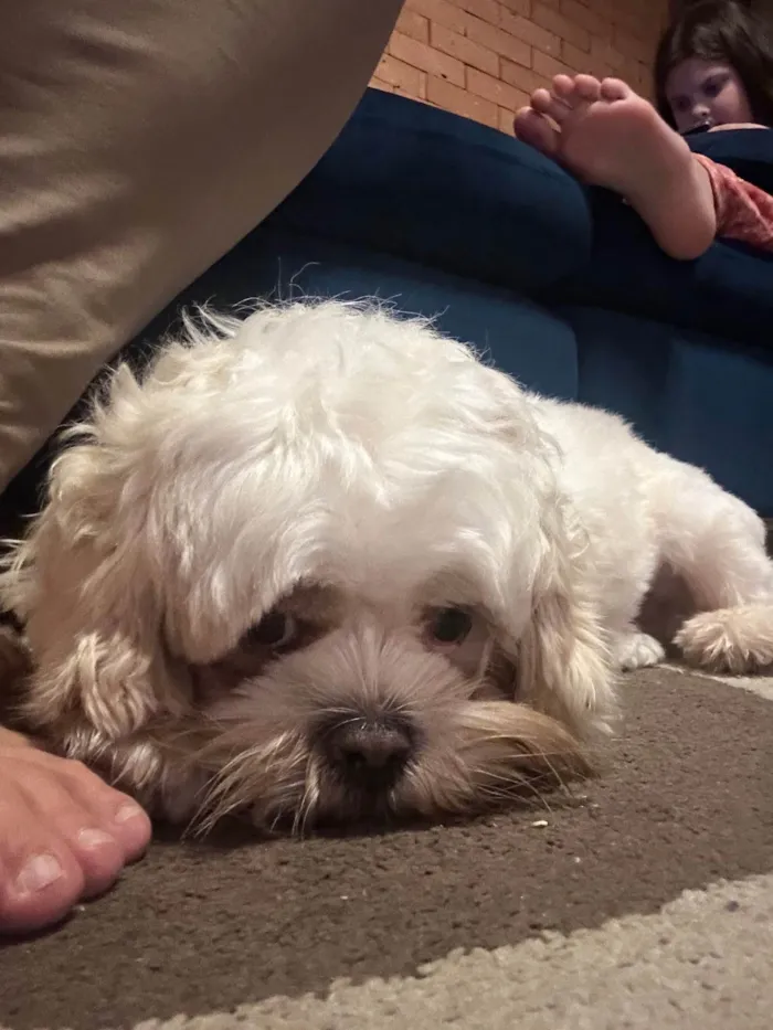 Cachorro ra a Lhasa Apso idade 1 ano nome Pudim