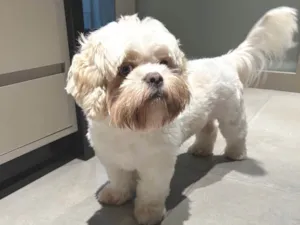 Cachorro raça Lhasa Apso idade 1 ano nome Pudim