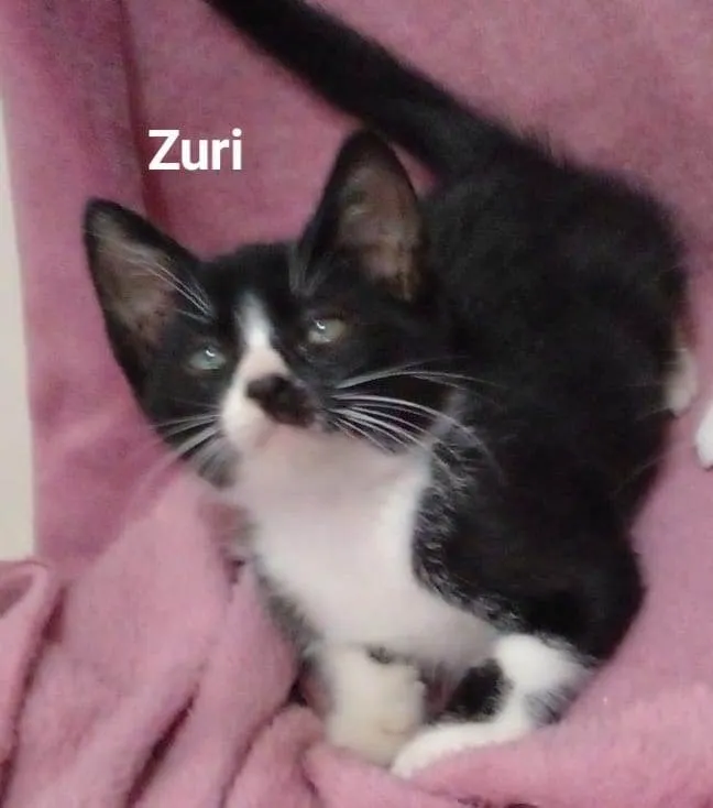 Gato raça SRD-ViraLata idade 2 a 6 meses nome Zuri 